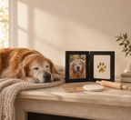 Senior golden retriever asleep on a mantel beside a framed photo and gold paw print keepsake